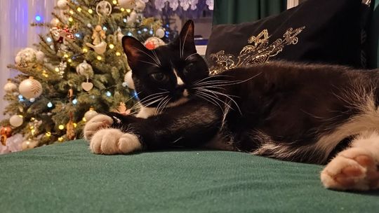 Piękne kociaki naszych Czytelników [GALERIA ZDJĘĆ]