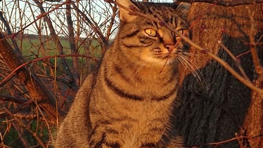 Piękne kociaki naszych Czytelników [GALERIA ZDJĘĆ]