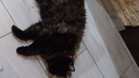 Piękne kociaki naszych Czytelników [GALERIA ZDJĘĆ]