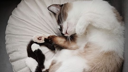 Piękne kociaki naszych Czytelników [GALERIA ZDJĘĆ]