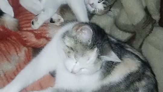 Piękne kociaki naszych Czytelników [GALERIA ZDJĘĆ]