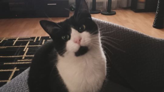 Piękne kociaki naszych Czytelników [GALERIA ZDJĘĆ]