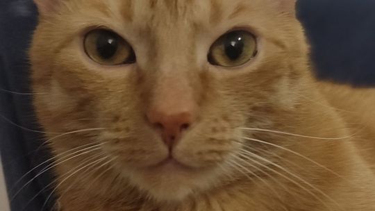 Piękne kociaki naszych Czytelników [GALERIA ZDJĘĆ]