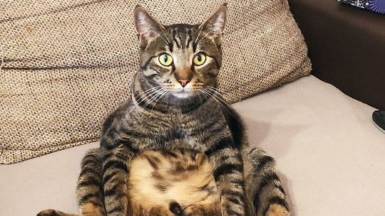 Piękne kociaki naszych Czytelników [GALERIA ZDJĘĆ]