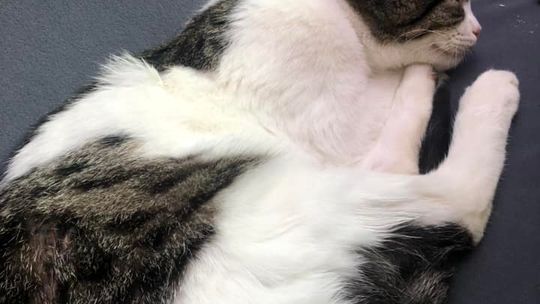 Piękne kociaki naszych Czytelników [GALERIA ZDJĘĆ]