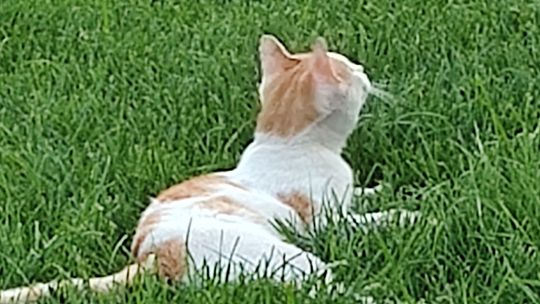 Piękne kociaki naszych Czytelników [GALERIA ZDJĘĆ]