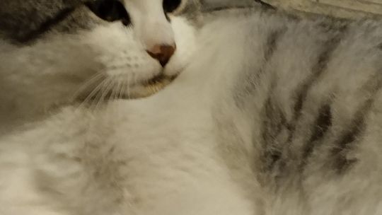 Piękne kociaki naszych Czytelników [GALERIA ZDJĘĆ]