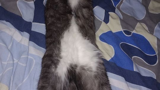 Piękne kociaki naszych Czytelników [GALERIA ZDJĘĆ]