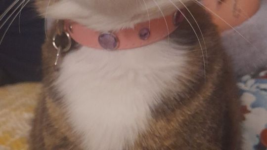 Piękne kociaki naszych Czytelników [GALERIA ZDJĘĆ]