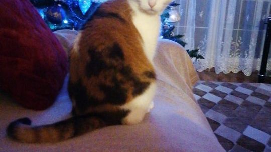 Piękne kociaki naszych Czytelników [GALERIA ZDJĘĆ]