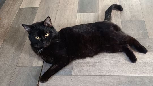 Piękne kociaki naszych Czytelników [GALERIA ZDJĘĆ]