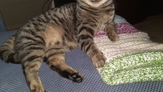 Piękne kociaki naszych Czytelników [GALERIA ZDJĘĆ]