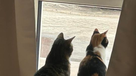 Piękne kociaki naszych Czytelników [GALERIA ZDJĘĆ]