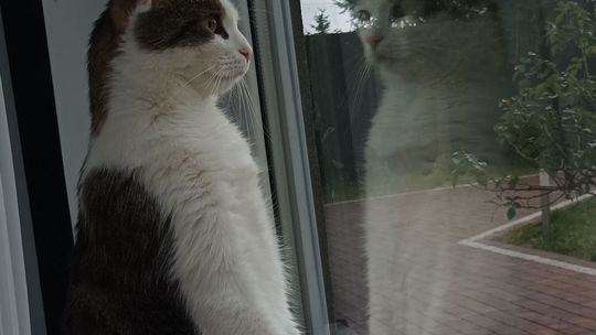 Piękne kociaki naszych Czytelników [GALERIA ZDJĘĆ]