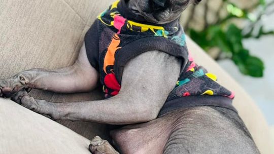 Piękne kociaki naszych Czytelników [GALERIA ZDJĘĆ]