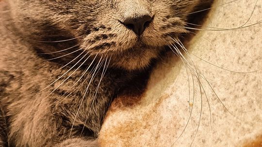 Piękne kociaki naszych Czytelników [GALERIA ZDJĘĆ]