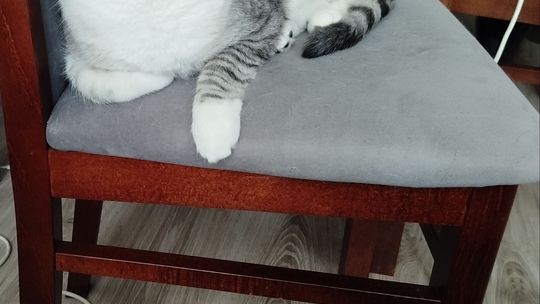 Piękne kociaki naszych Czytelników [GALERIA ZDJĘĆ]