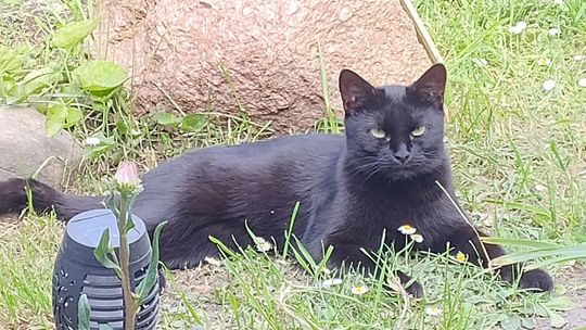 Piękne kociaki naszych Czytelników [GALERIA ZDJĘĆ]