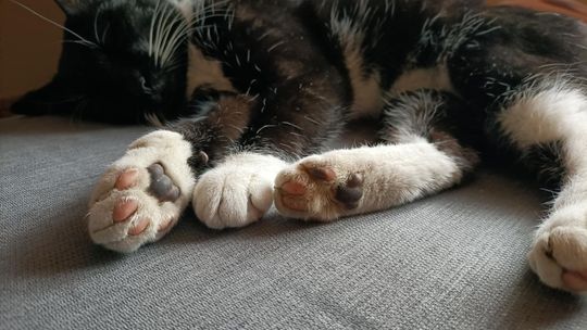 Piękne kociaki naszych Czytelników [GALERIA ZDJĘĆ]