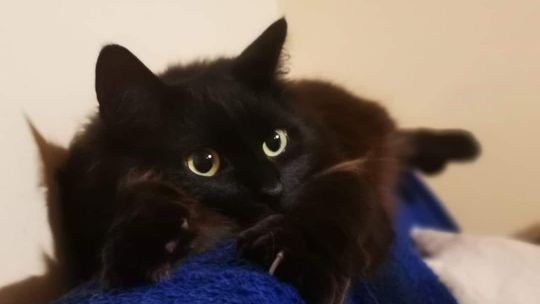 Piękne kociaki naszych Czytelników [GALERIA ZDJĘĆ]