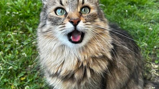 Piękne kociaki naszych Czytelników [GALERIA ZDJĘĆ]