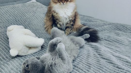 Piękne kociaki naszych Czytelników [GALERIA ZDJĘĆ]