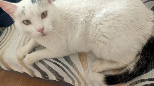 Piękne kociaki naszych Czytelników [GALERIA ZDJĘĆ]