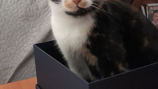 Piękne kociaki naszych Czytelników [GALERIA ZDJĘĆ]