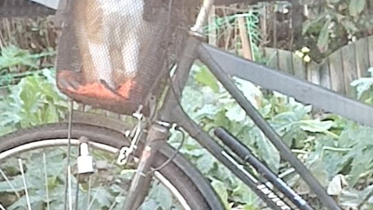 Piękne kociaki naszych Czytelników [GALERIA ZDJĘĆ]