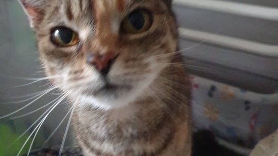 Piękne kociaki naszych Czytelników [GALERIA ZDJĘĆ]