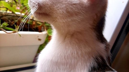 Piękne kociaki naszych Czytelników [GALERIA ZDJĘĆ]