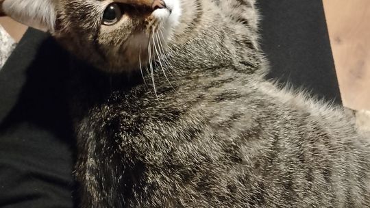 Piękne kociaki naszych Czytelników [GALERIA ZDJĘĆ]