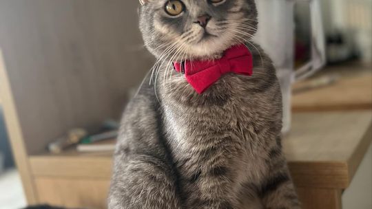 Piękne kociaki naszych Czytelników [GALERIA ZDJĘĆ]