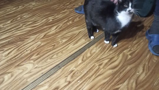 Piękne kociaki naszych Czytelników [GALERIA ZDJĘĆ]