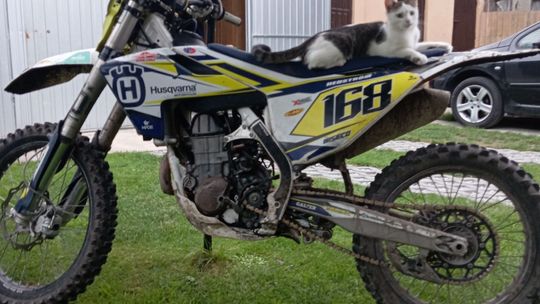 Piękne kociaki naszych Czytelników [GALERIA ZDJĘĆ]