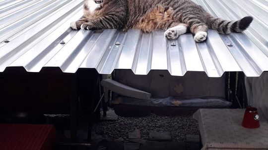 Piękne kociaki naszych Czytelników [GALERIA ZDJĘĆ]