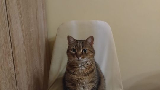 Piękne kociaki naszych Czytelników [GALERIA ZDJĘĆ]