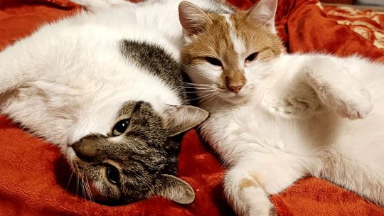 Piękne kociaki naszych Czytelników [GALERIA ZDJĘĆ]