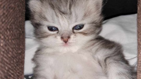 Piękne kociaki naszych Czytelników [GALERIA ZDJĘĆ]