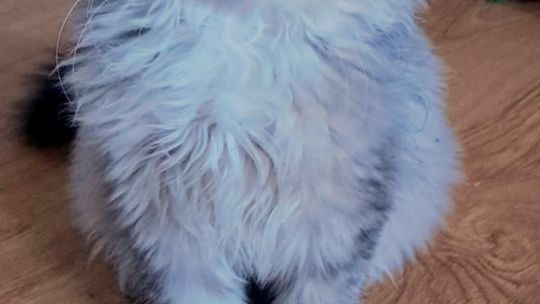 Piękne kociaki naszych Czytelników [GALERIA ZDJĘĆ]