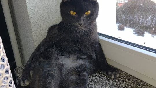 Piękne kociaki naszych Czytelników [GALERIA ZDJĘĆ]