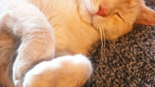 Piękne kociaki naszych Czytelników [GALERIA ZDJĘĆ]