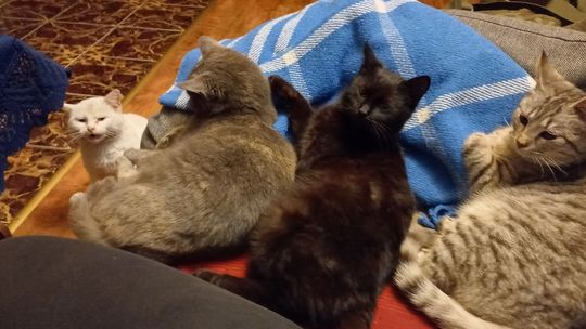 Piękne kociaki naszych Czytelników [GALERIA ZDJĘĆ]