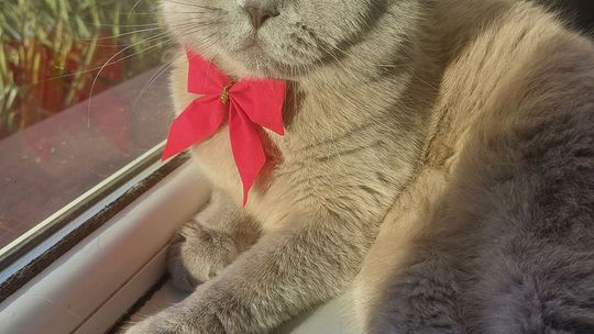 Piękne kociaki naszych Czytelników [GALERIA ZDJĘĆ]