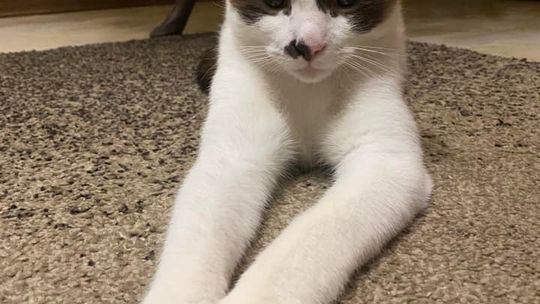 Piękne kociaki naszych Czytelników [GALERIA ZDJĘĆ]