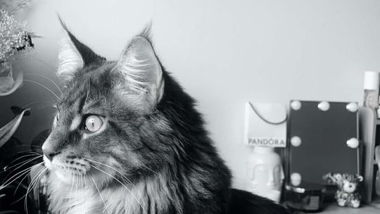 Piękne kociaki naszych Czytelników [GALERIA ZDJĘĆ]