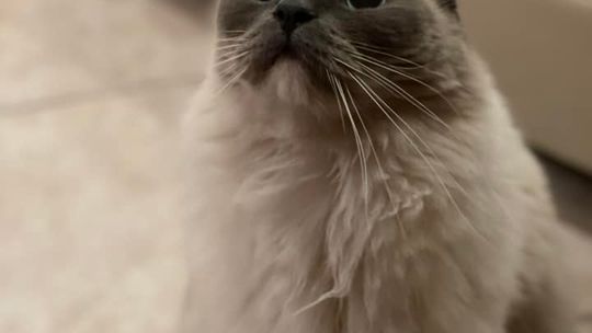 Piękne kociaki naszych Czytelników [GALERIA ZDJĘĆ]