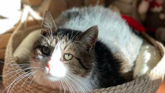 Piękne kociaki naszych Czytelników [GALERIA ZDJĘĆ]