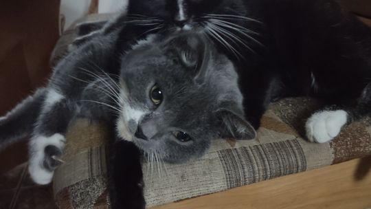 Piękne kociaki naszych Czytelników [GALERIA ZDJĘĆ]