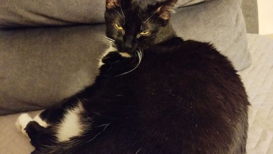 Piękne kociaki naszych Czytelników [GALERIA ZDJĘĆ]